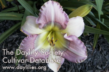 Daylily Magnificent Rainbow
